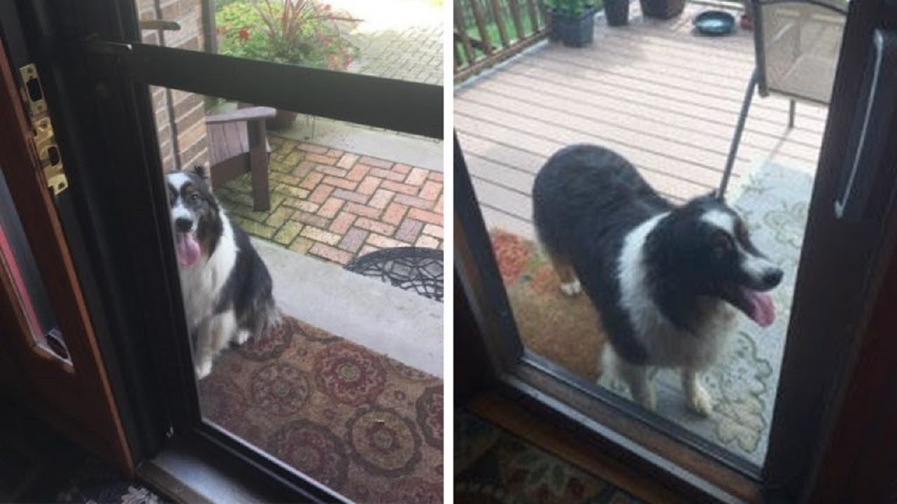 When a family saw this strange dog barking at the door, they soon realized the reason he was there<br><br>
