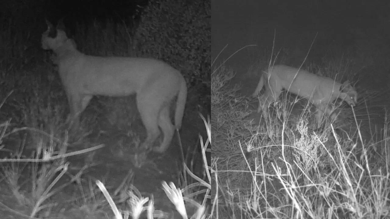 Endangered wild cat sighted in Jaisalmer, forest dept ramps up monitoring
