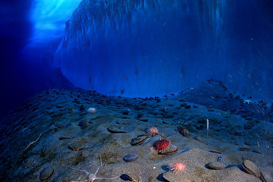 Mining the deep ocean: Commercial harvesting push