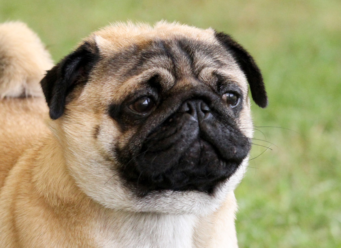 Pug's funny reaction to seeing a cat for the first time will crack you up