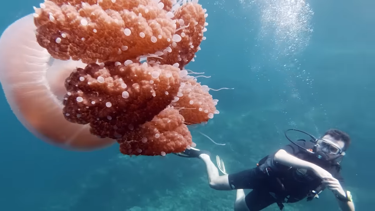 Watch this jellyfish collapse – then come back to life