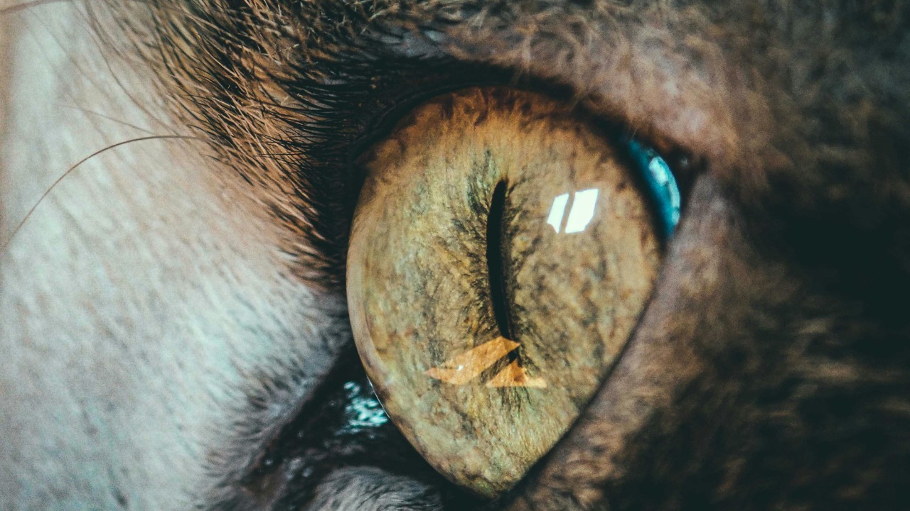 Why animal pupils vary, from vertical slits to horizontal bars?