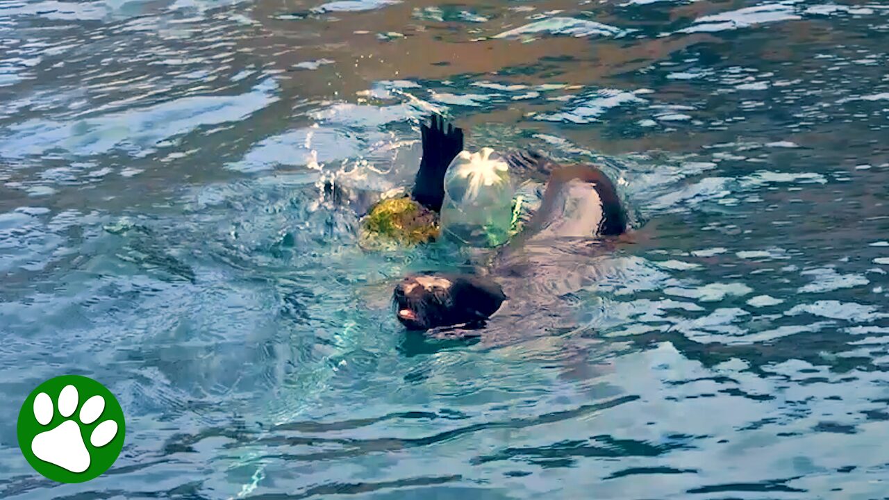 Kindhearted fishermen save sea lions trapped in rope
