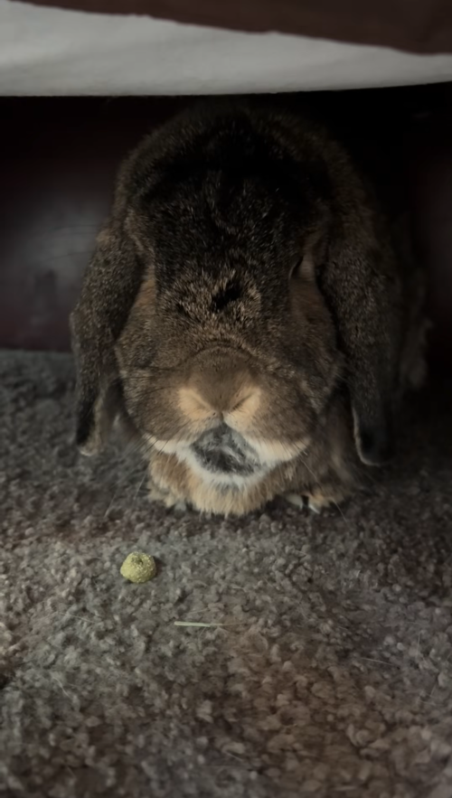 My bunny said no to my apology and it got personal