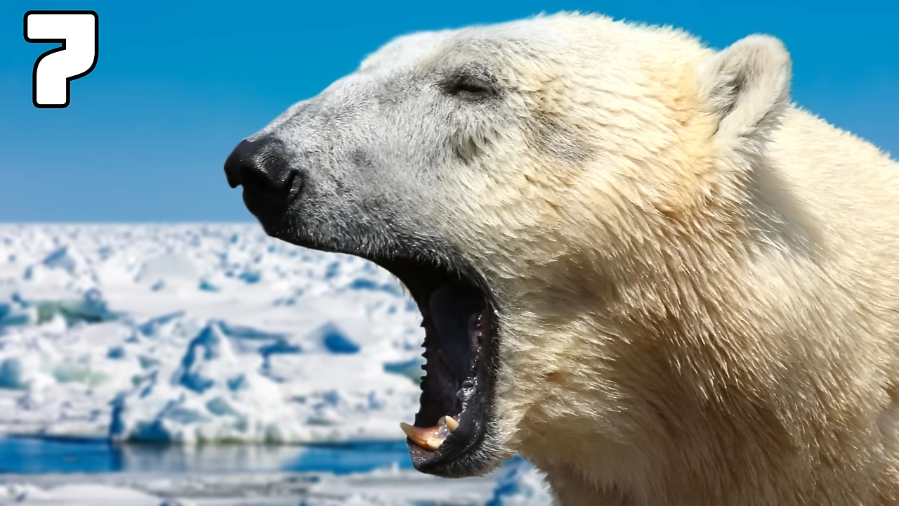 Watch what happens when these predators turn on humans - survival rates ...