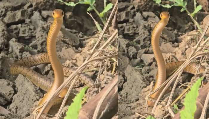 Snake video: అరె వావ్.. మెలికలు తిరుగుతూ ఖతర్నాక్ డ్యాన్స్ చేస్తున్న ...