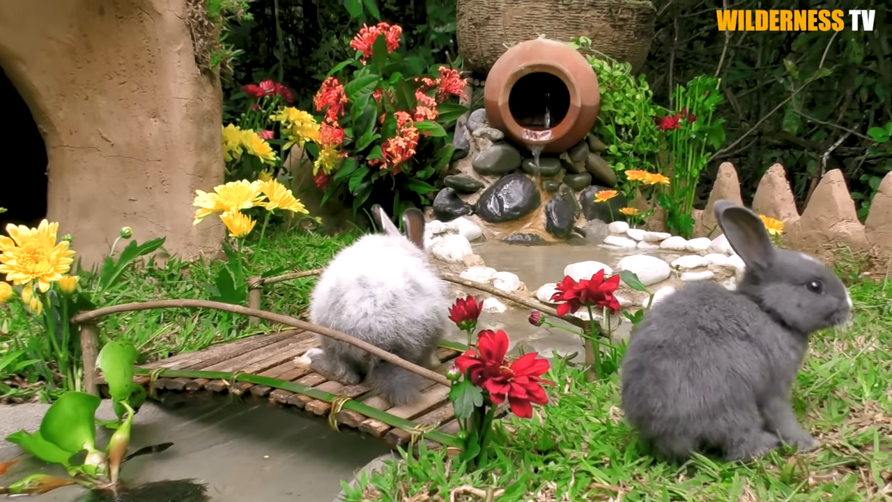 Watch weak little rabbit finally feel safe in its new home