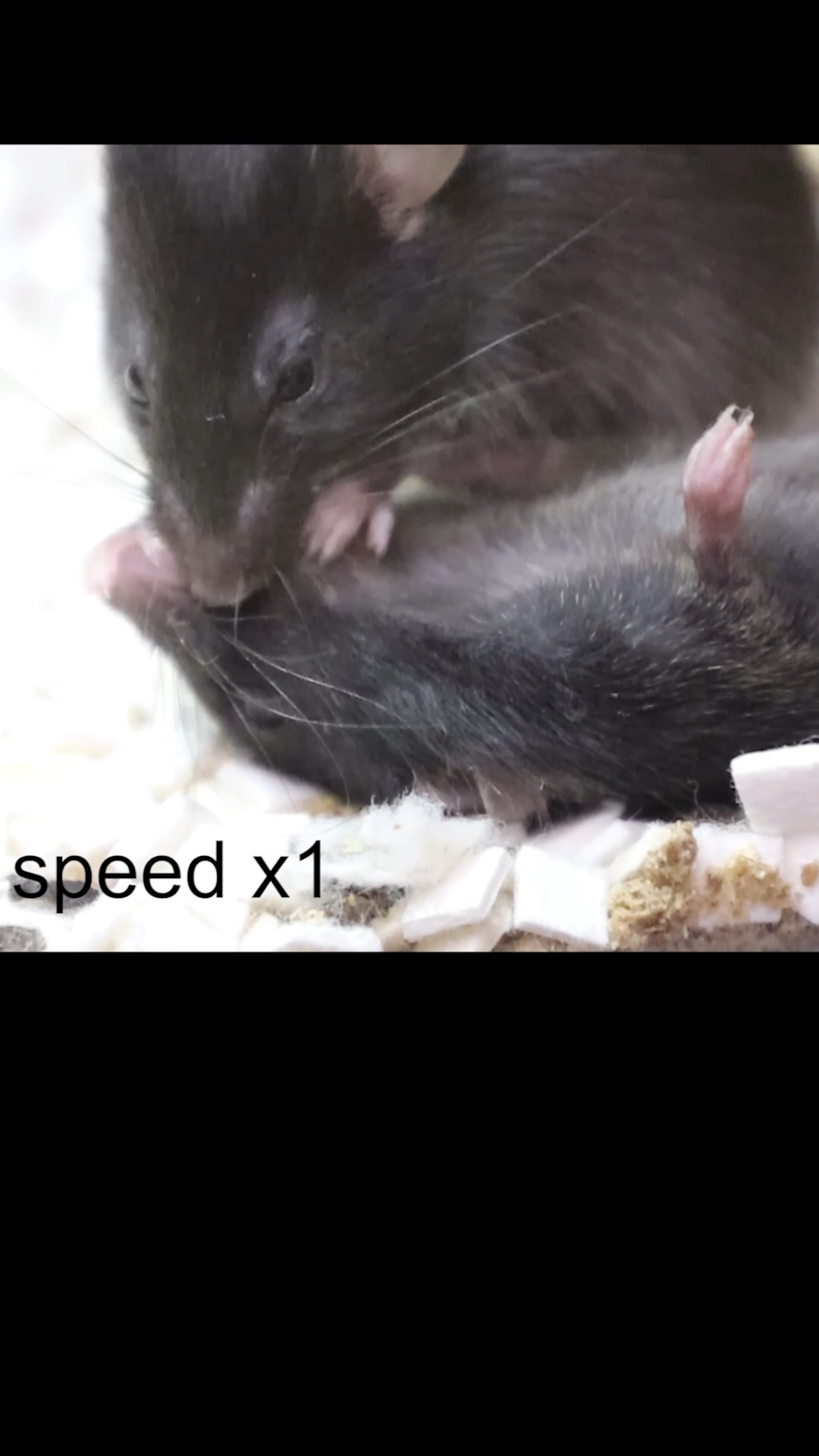 Science: Mice can do CPR?