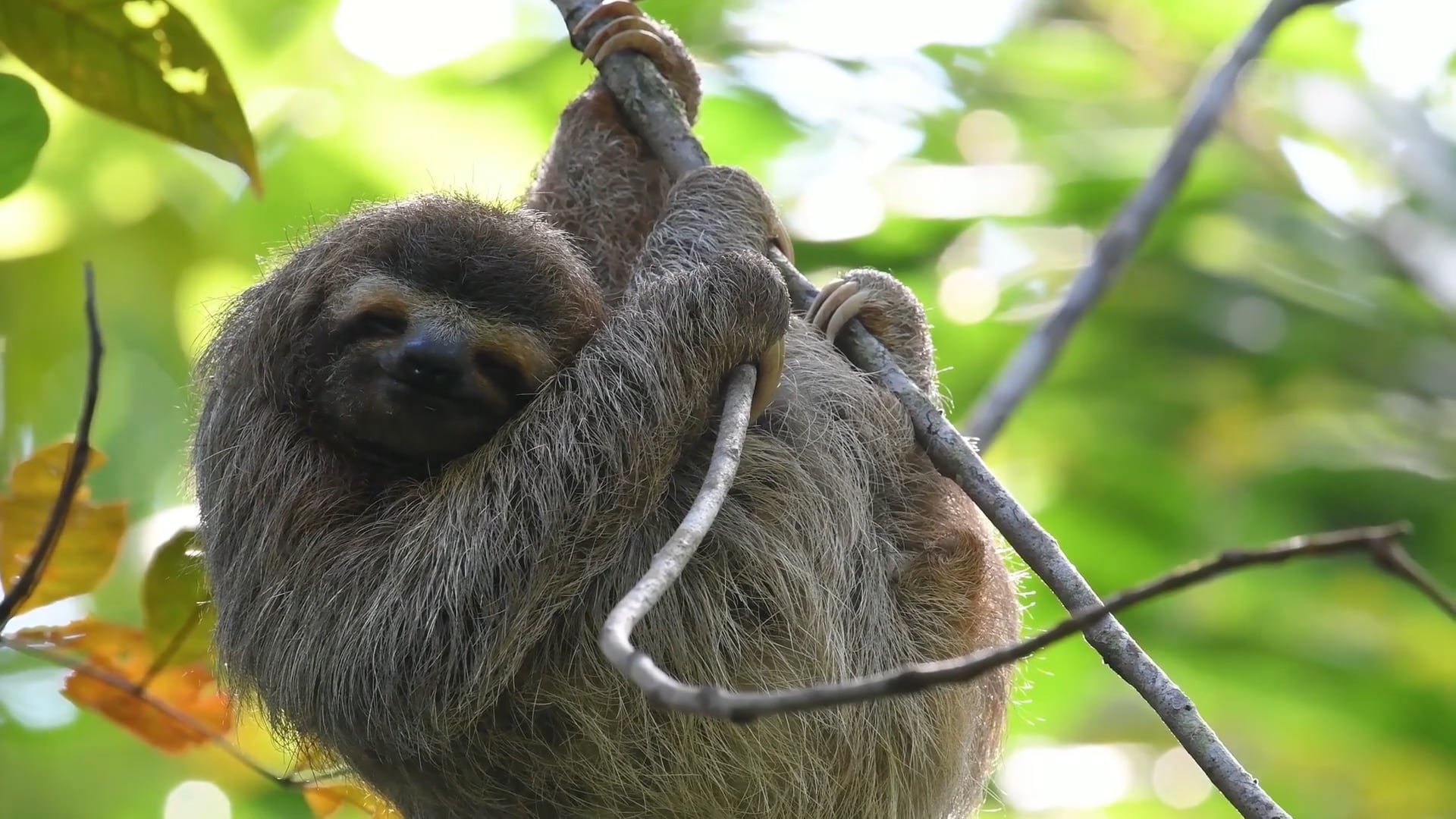 The sloth: intimate footage of nature's slow-moving mammal - Worldwide