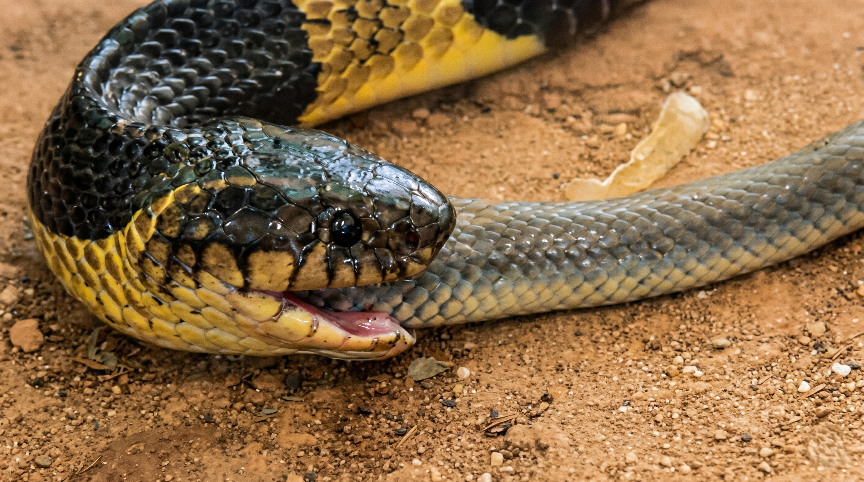 Gallery image with a fresh perspective