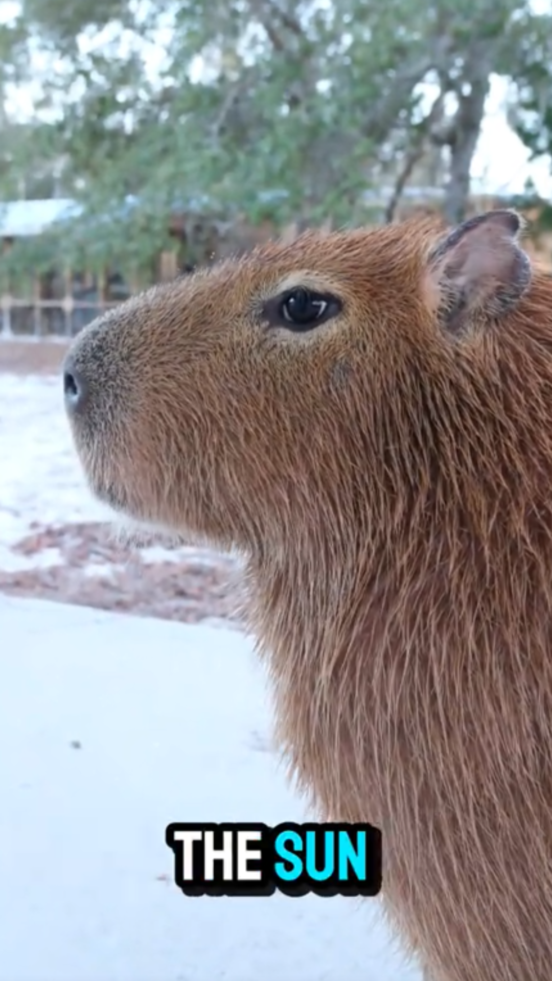 The funny truth about capybara behavior at home
