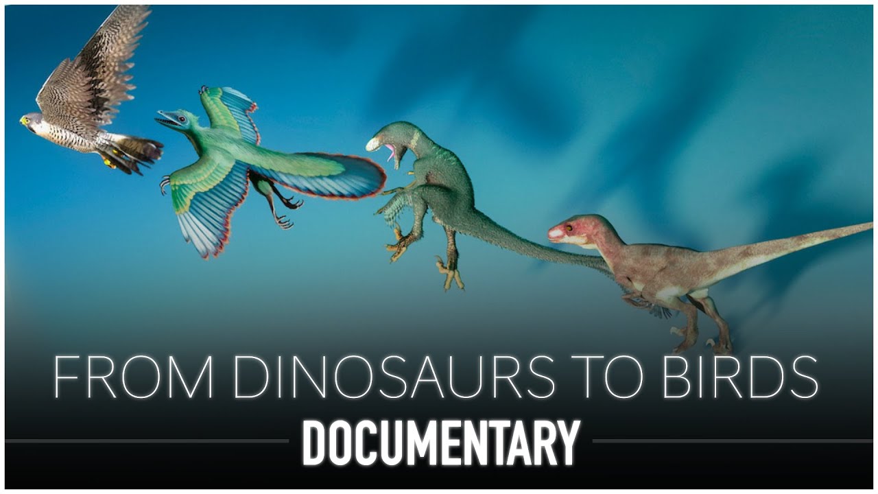 From T rex to sparrow - The evolution story
