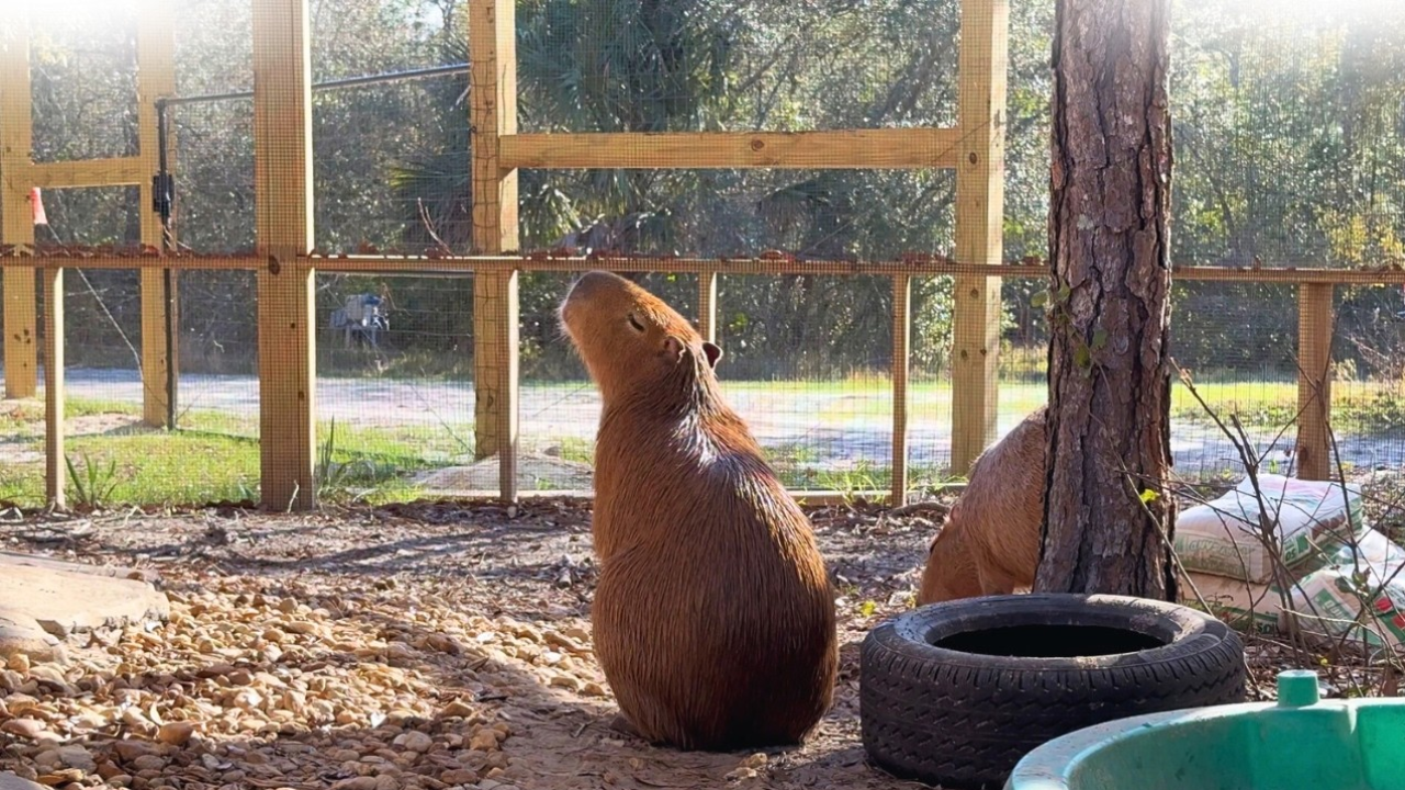 What makes this capybara experience so special