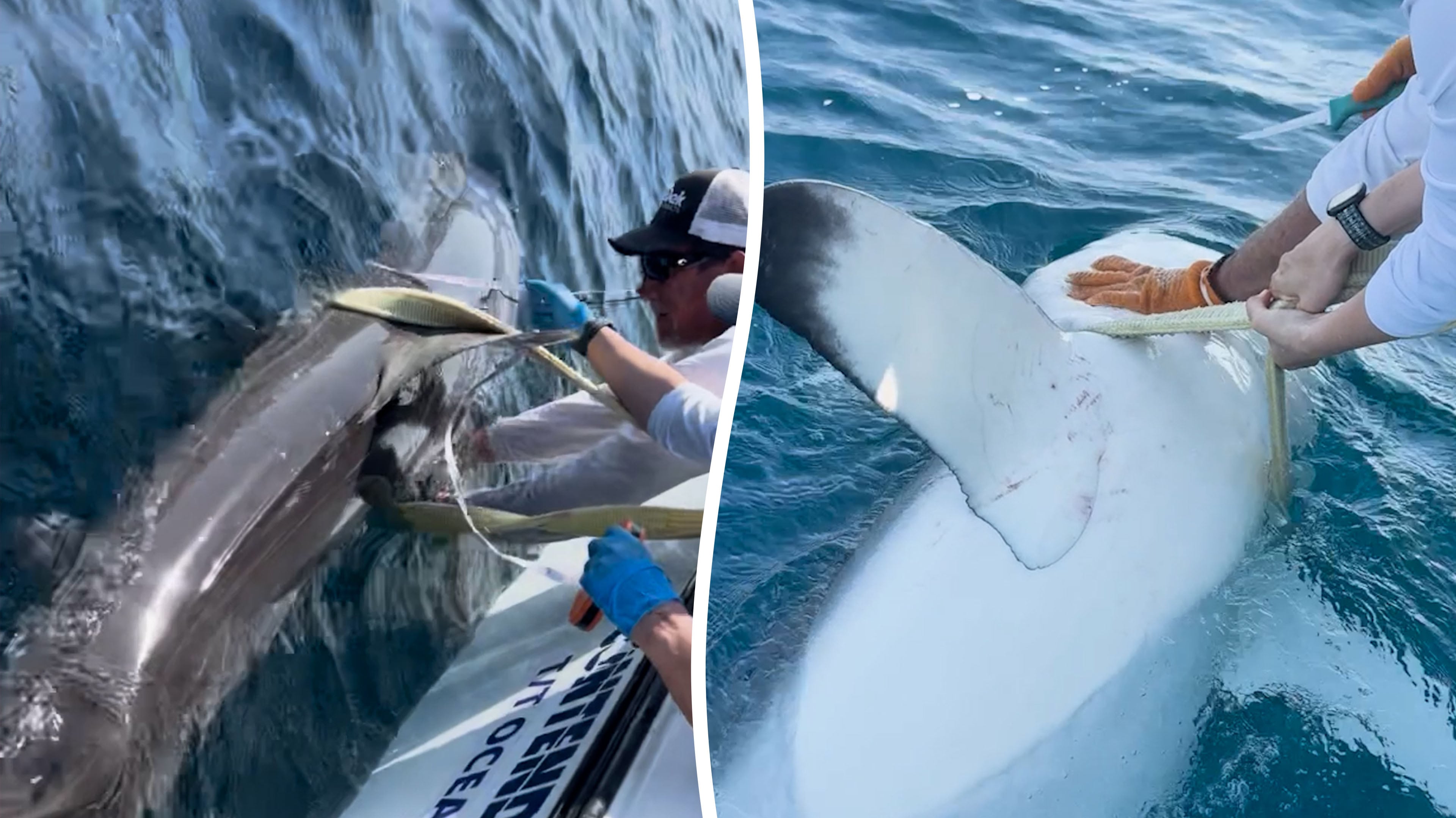 Rare dusky 9ft shark spotted 60 miles off Florida coast