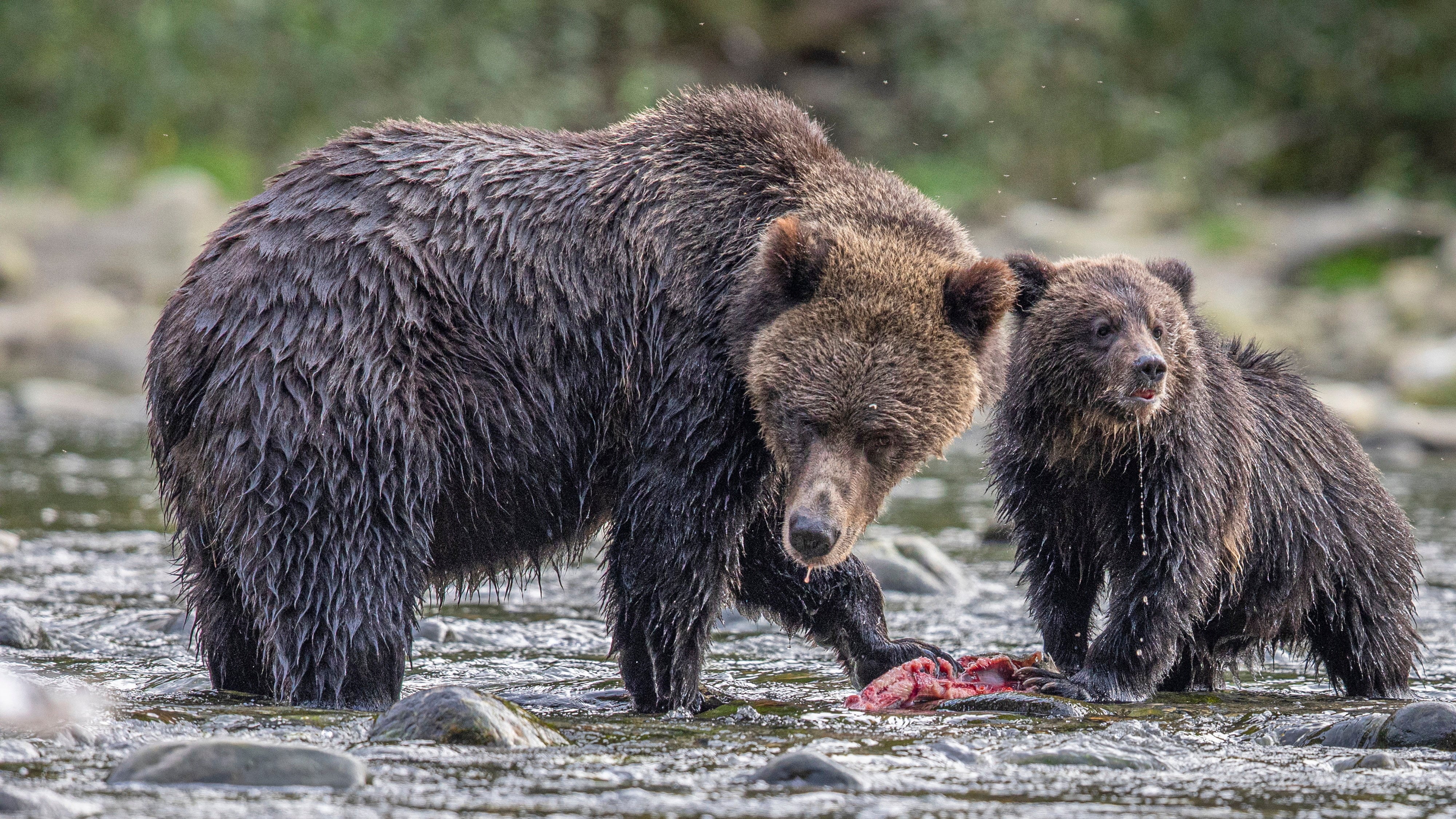 Wildlife photographer showcases bear gallery for World Bear Day