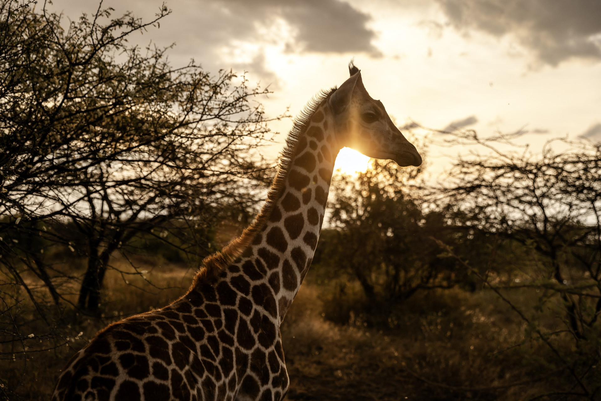 Diese Tiere sind gefährlicher, als sie scheinen