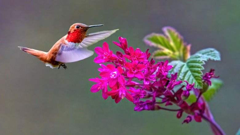 This fragrant hanging herb is a hummingbird magnet