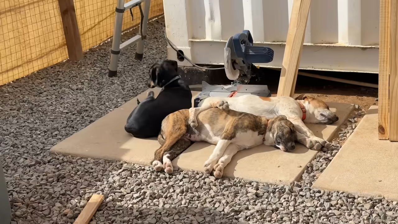 How 200 dogs were saved from the streets of Mexico
