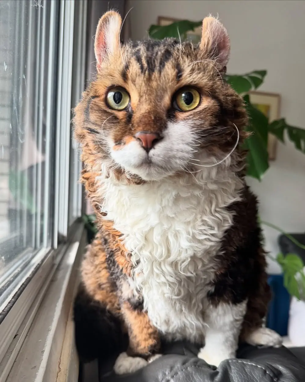 Jimmy, o gato de pelos cacheados, conquista a internet com charme único