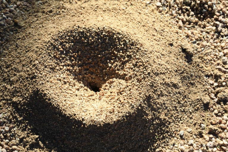 Don't rake or spray—this is the only way to kill ants