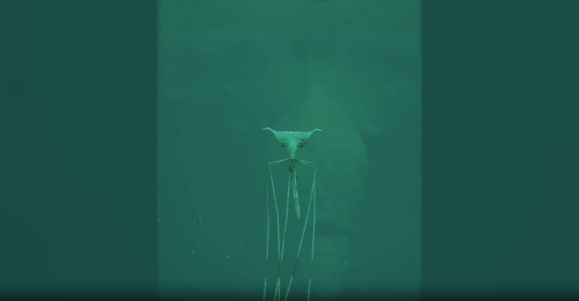 Whale explodes on camera