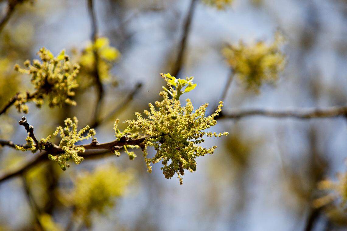 Is it allergies or a cold? How to tell the difference as pollen blankets NC