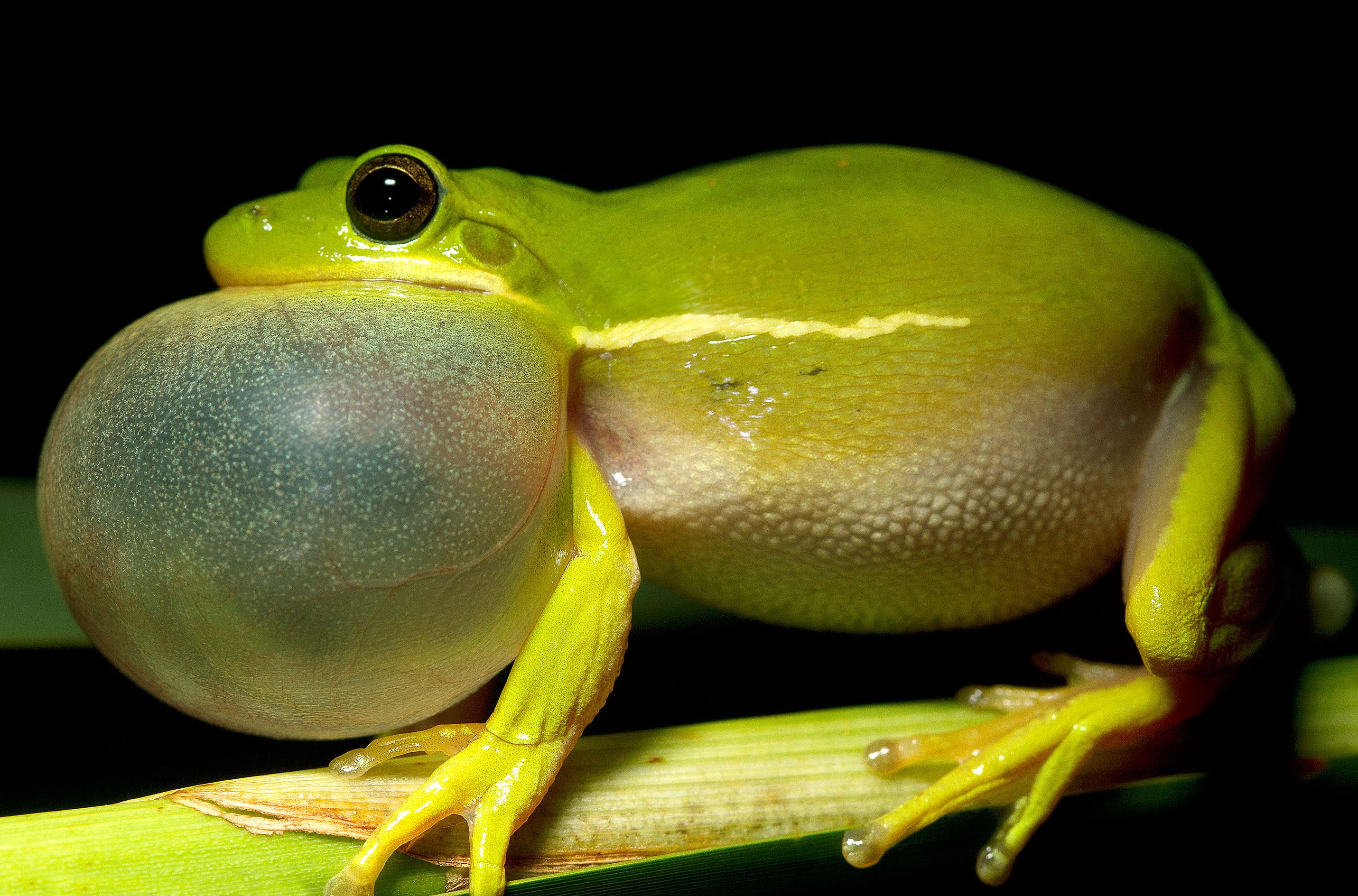 Humans and animals often like the same mating calls, supporting a 150 ...