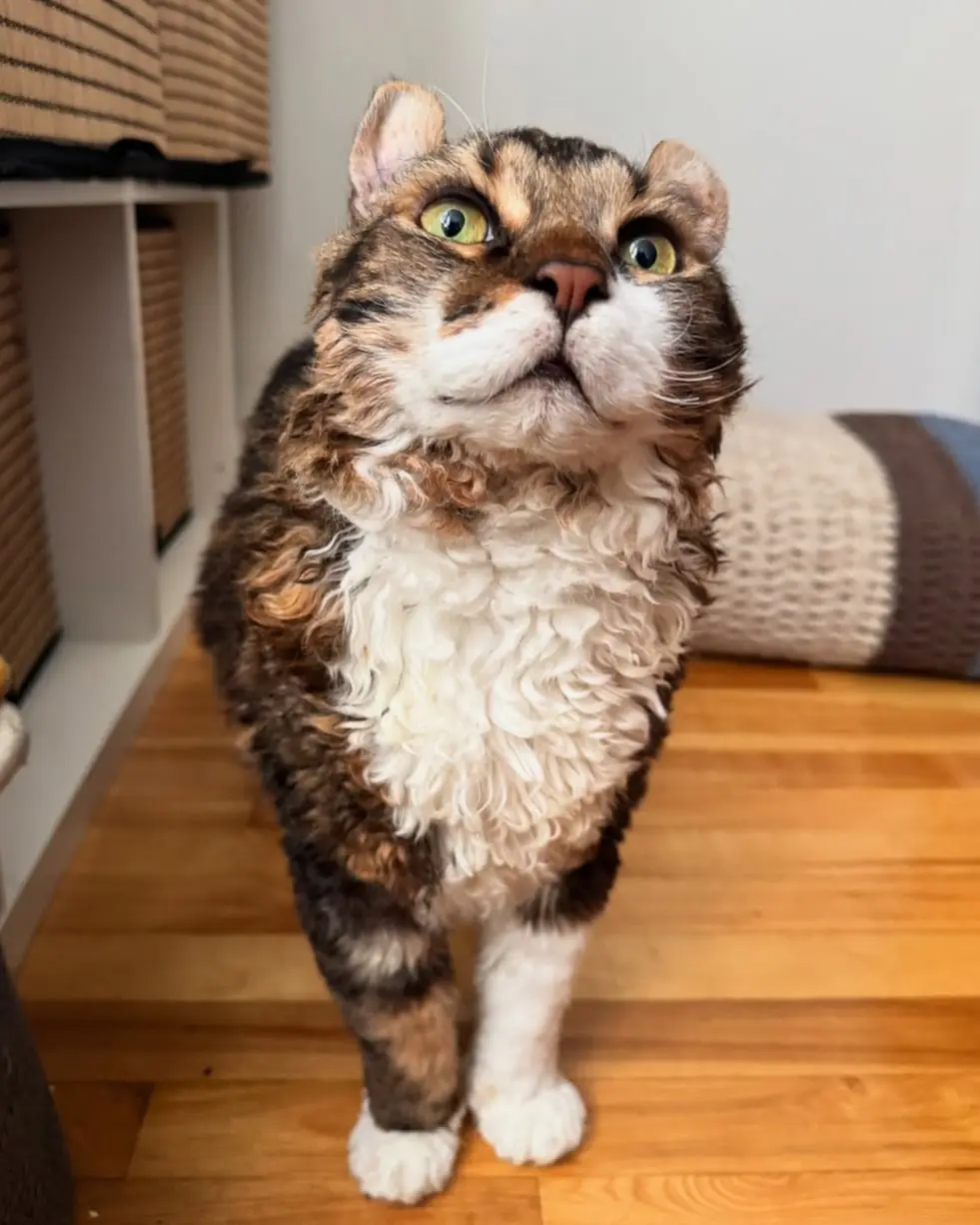 Jimmy, o gato de pelos cacheados, conquista a internet com charme único