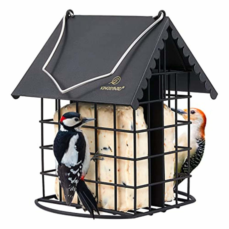 Bird watcher-approved bird feeders for your yard this spring