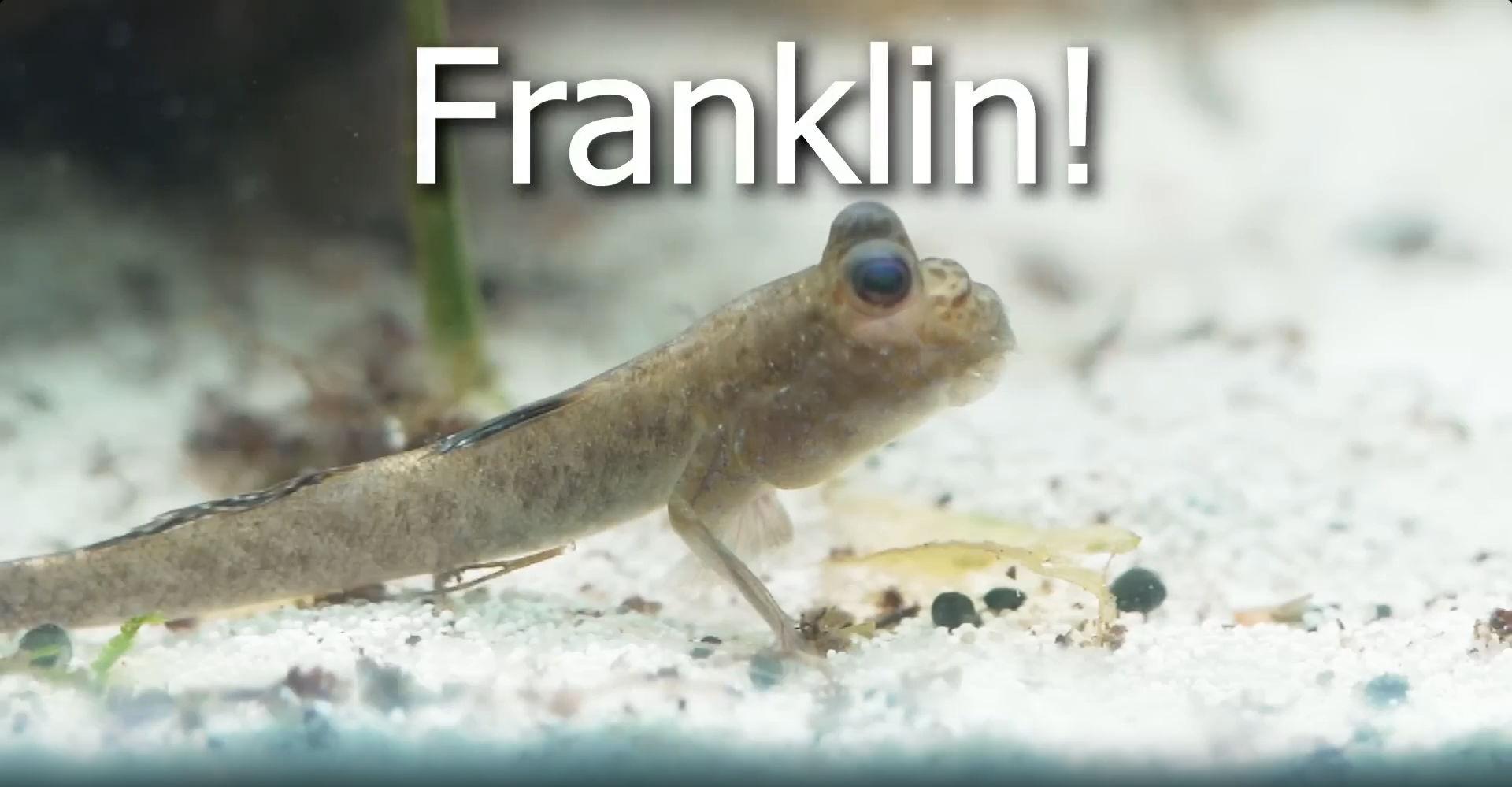 I got a pet walking fish (literally)