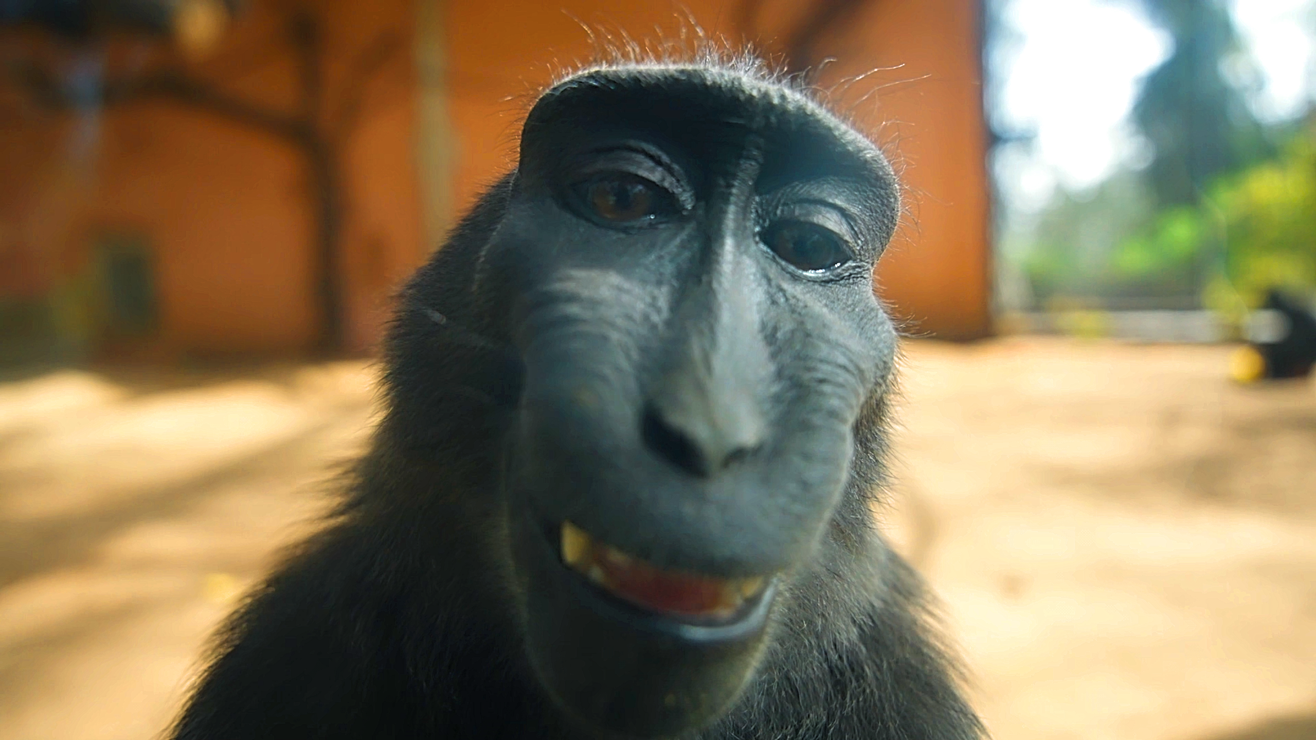 Watch what happens when a monkey finds your hidden camera