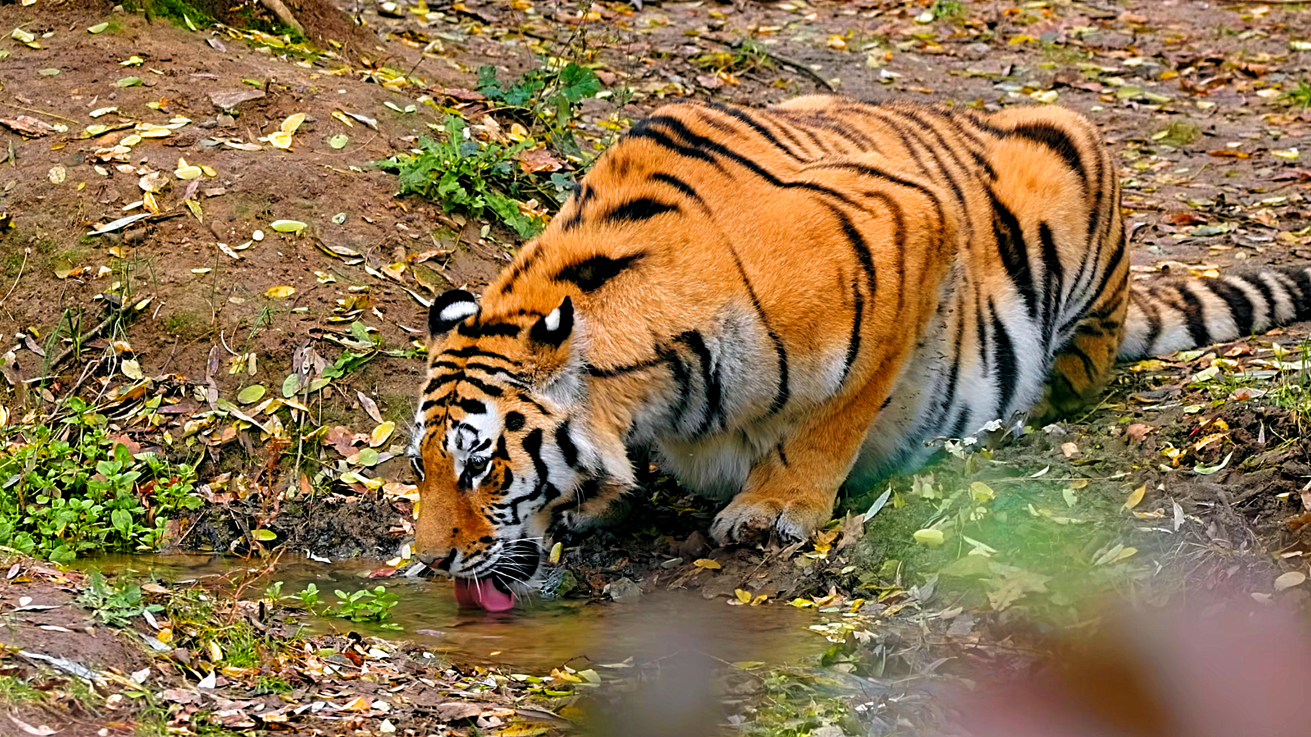 Watch what happens when a tiger drinks water from a river