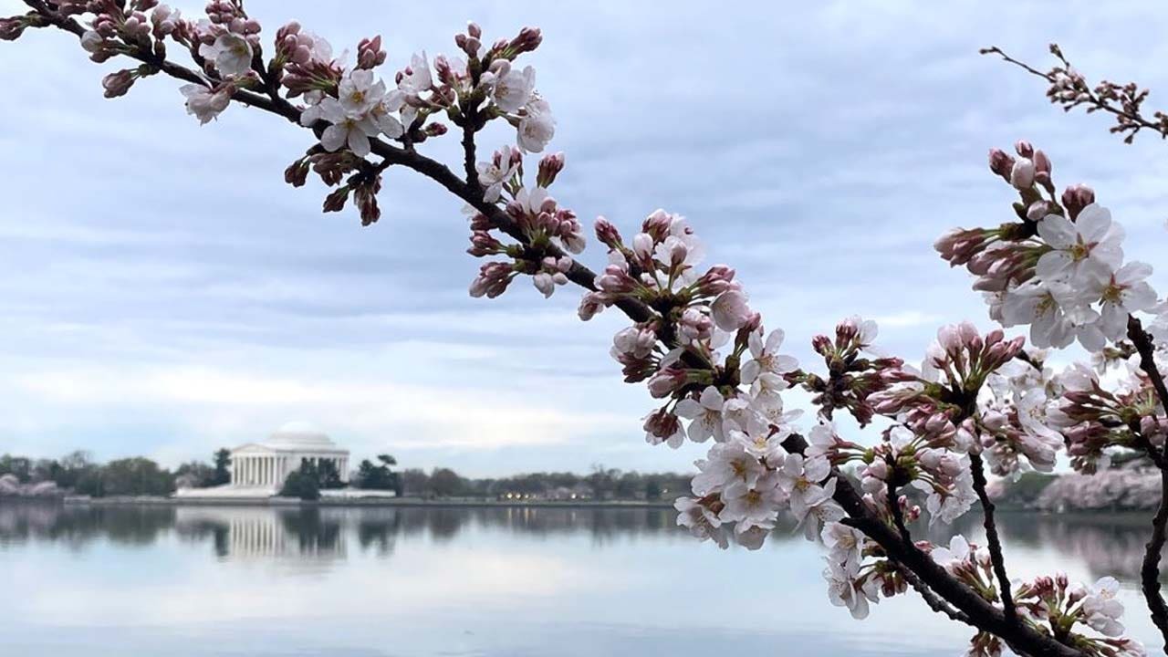 DC’s cherry blossoms reach stage 5; peak bloom expected later this week