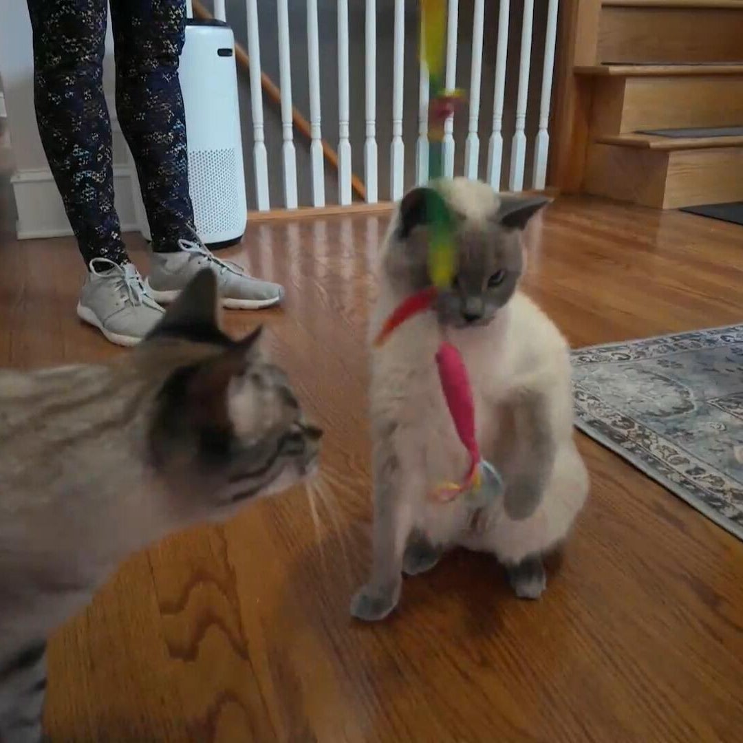 How to cut down on pet expenses as costs rise<br><br>