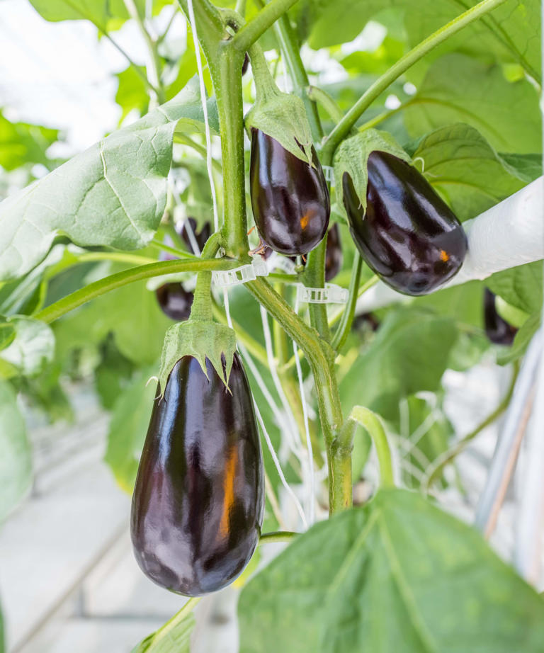 How to grow in the hottest corner of your yard – 5 expert ideas for ...