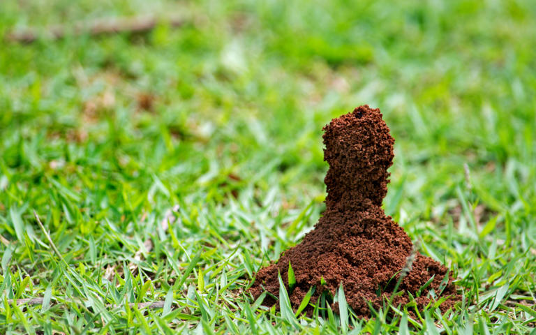 Don't rake or spray—this is the only way to kill ants