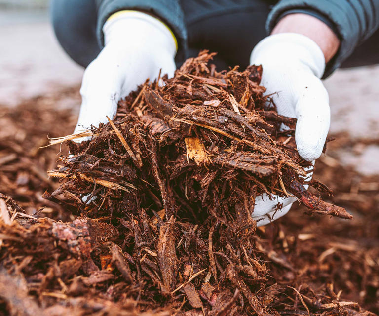 How to grow in the hottest corner of your yard – 5 expert ideas for ...