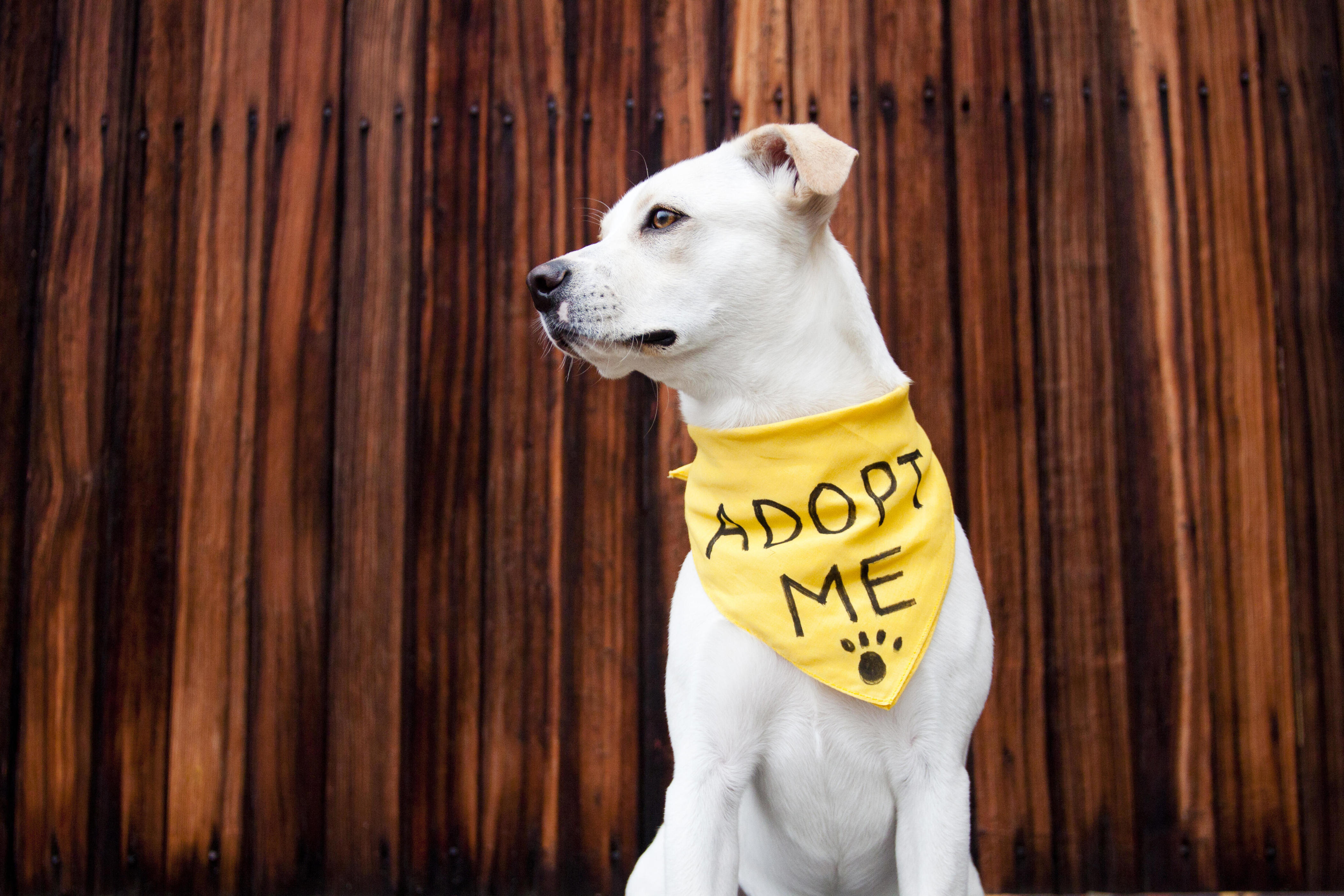 300+ cats and dogs rescued in Lake Hughes up for adoption Monday