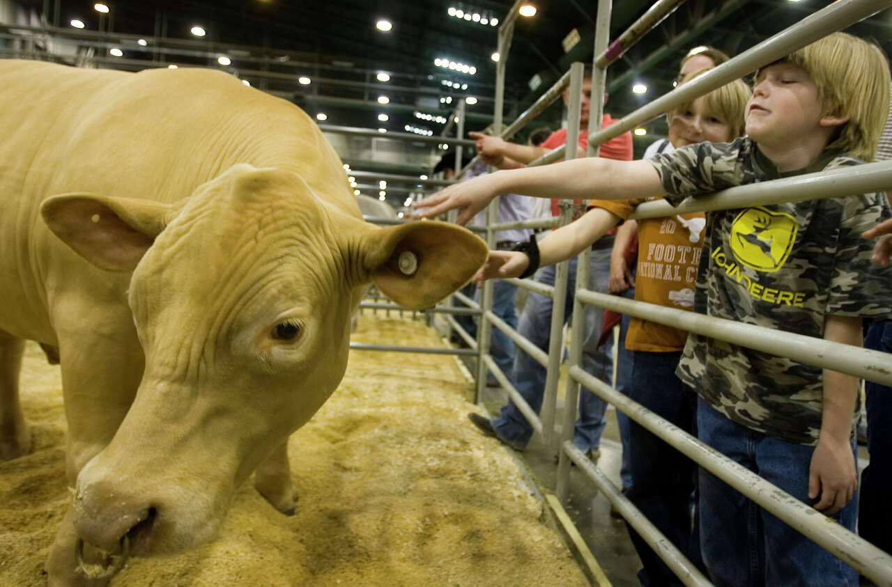 Where are they now? Here's what happens to the steer, and other ...