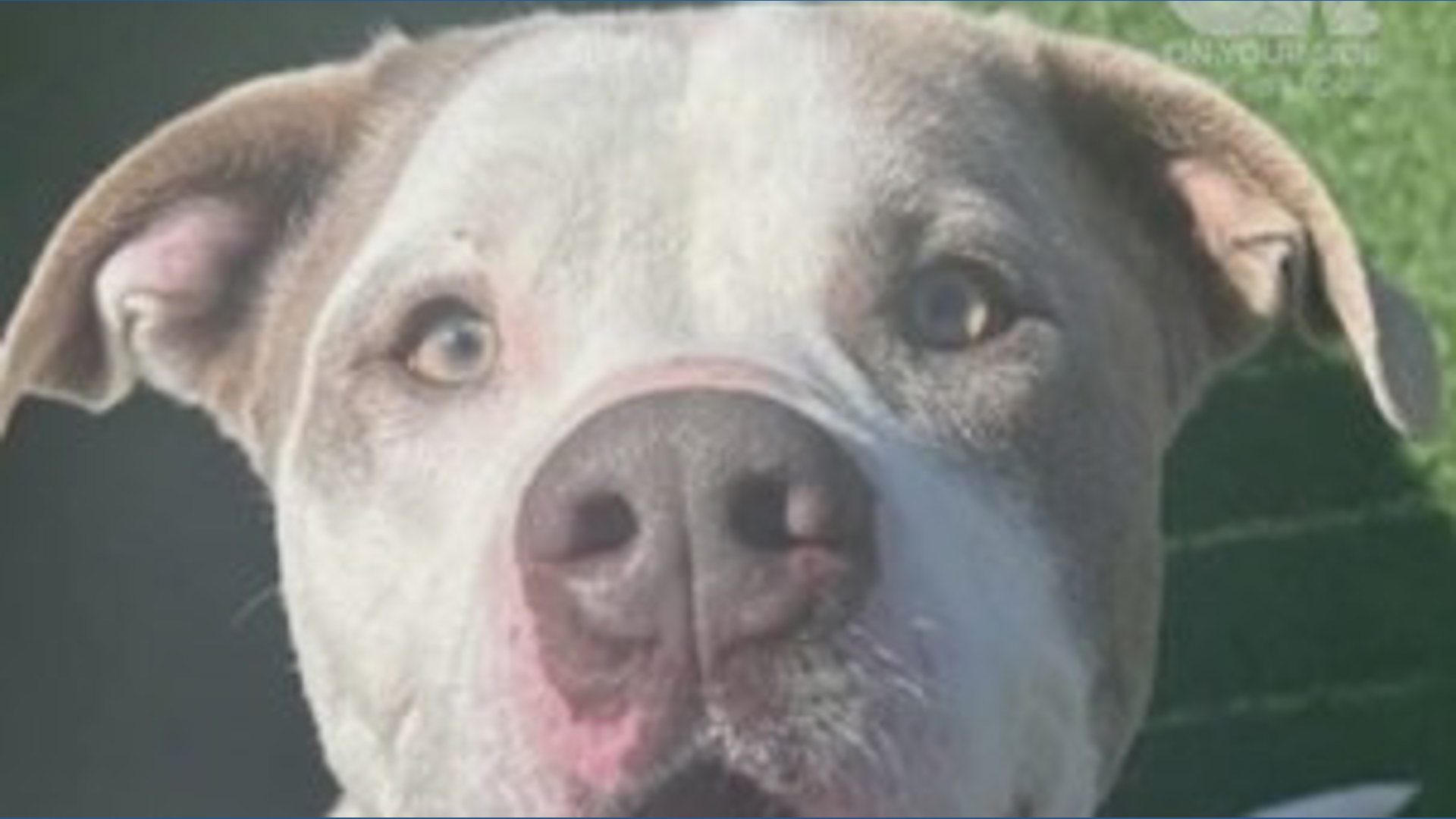 Pet for adoption: Meet Ben!