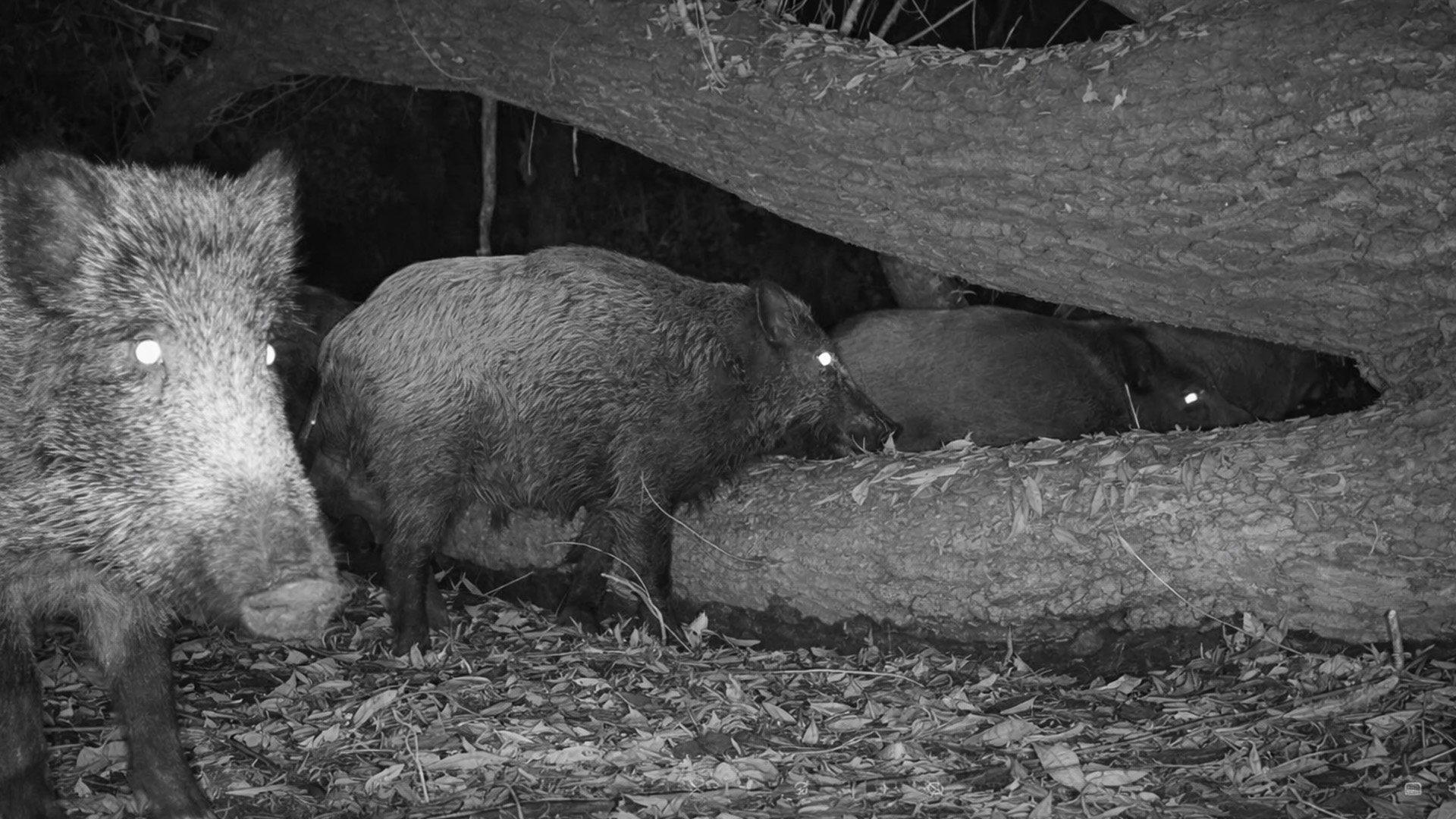 This hidden camera reveals nocturnal activity in the wild