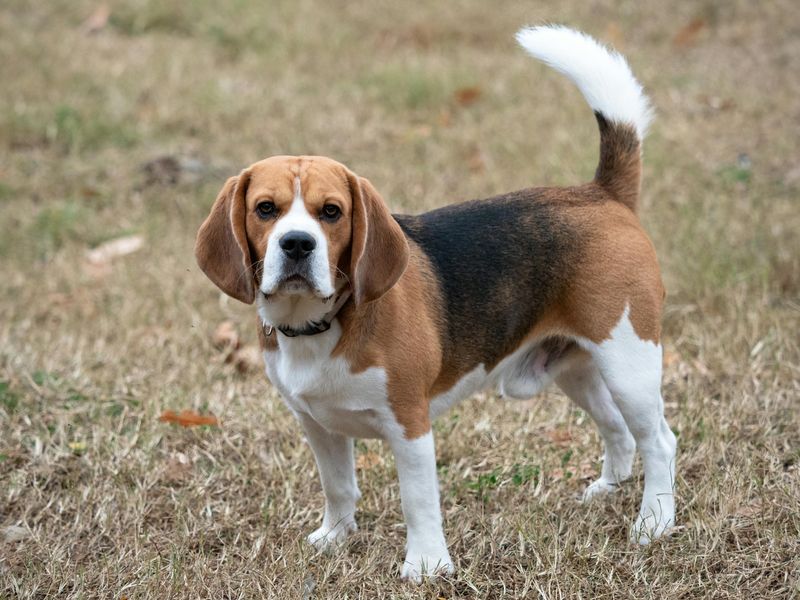 For these 16 dog breeds, a missing sock somehow becomes a long-term ...