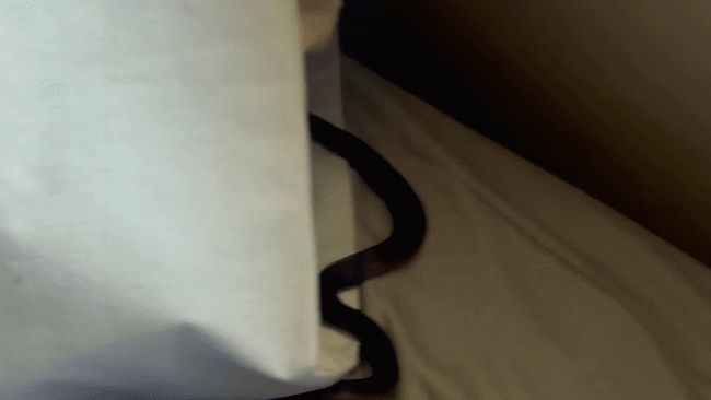 Venomous Snake in Bed Turns Self in When Reptile Wrangler Arrives
