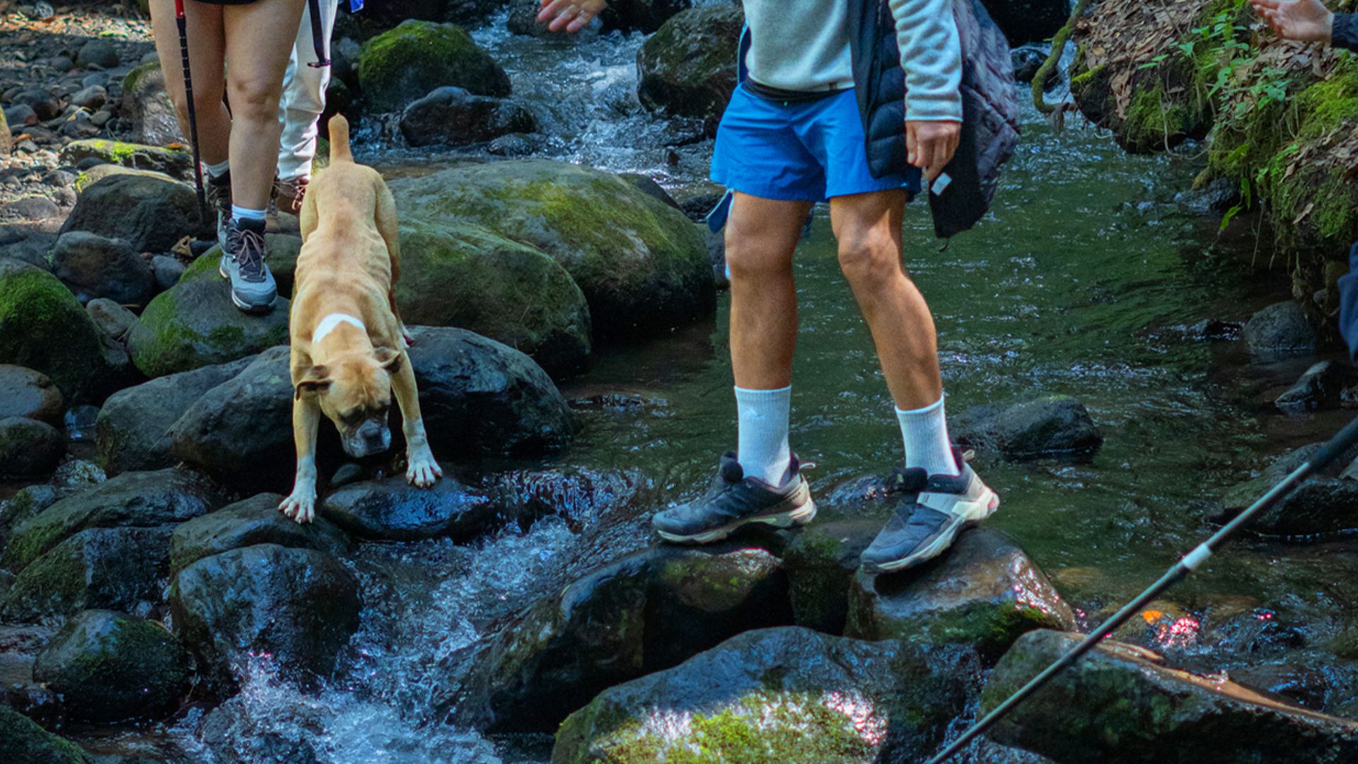 Boxer follows hikers down a mountain hoping for a home<br><br>