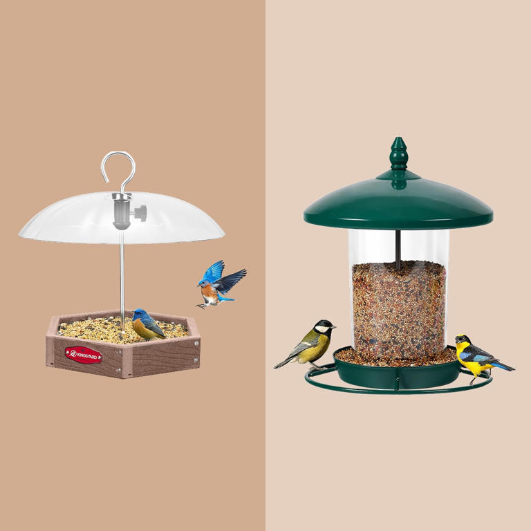 Bird watcher-approved bird feeders for your yard this spring