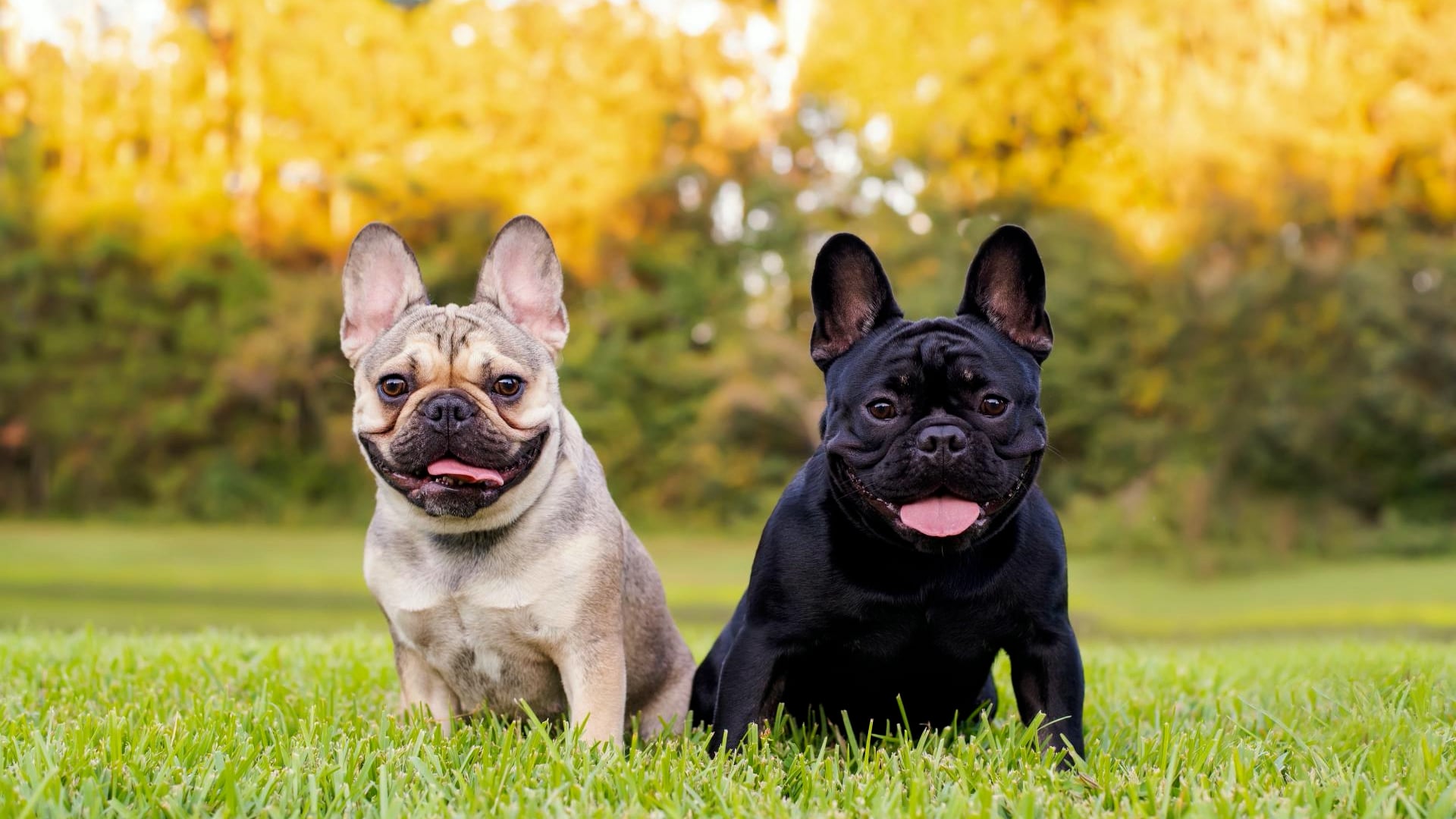the-official-most-popular-dog-breeds-of-2026-in-the-us