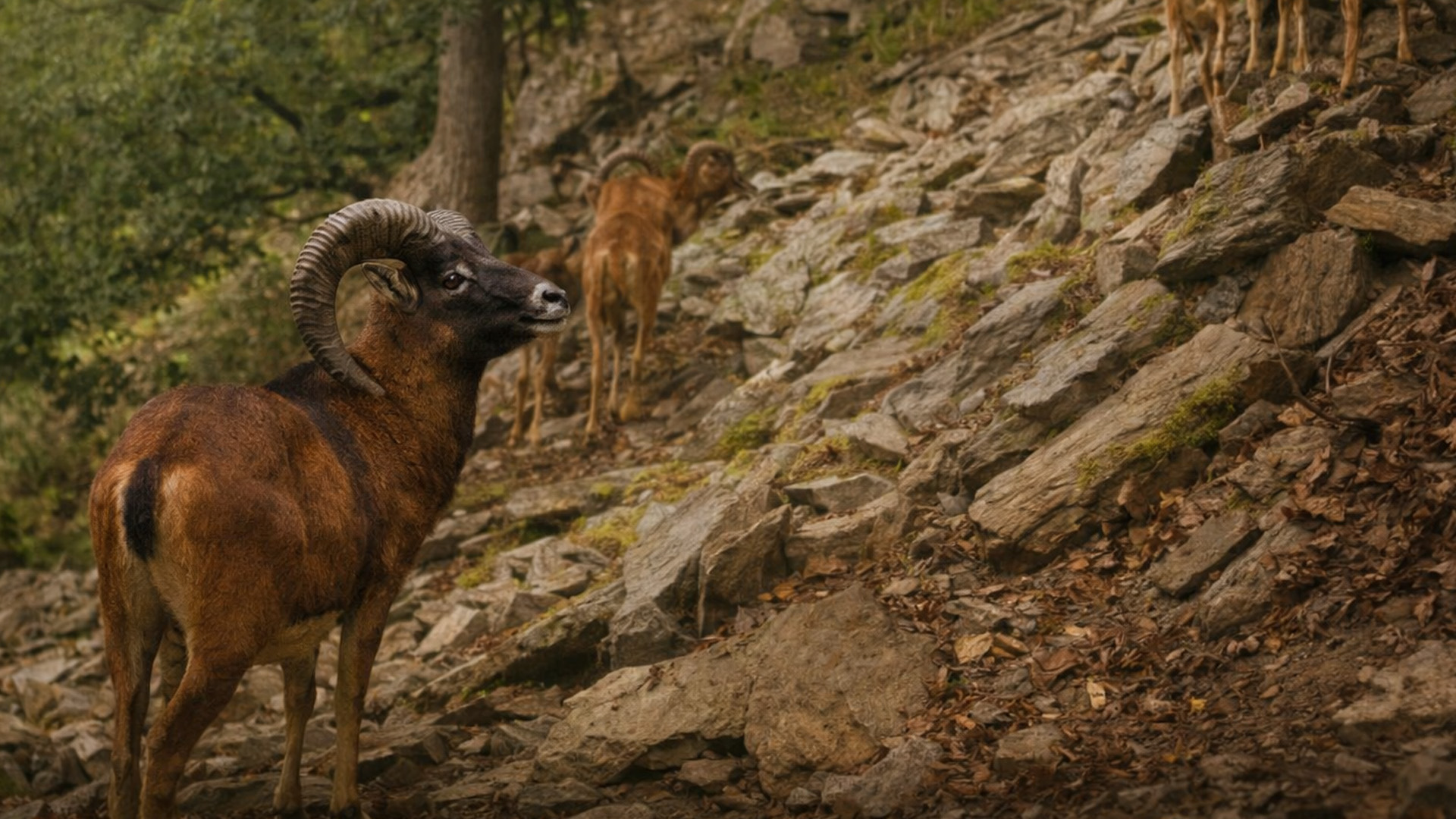 Une caméra discrète filme des mouflons gravissant une pente rocheuse en ...