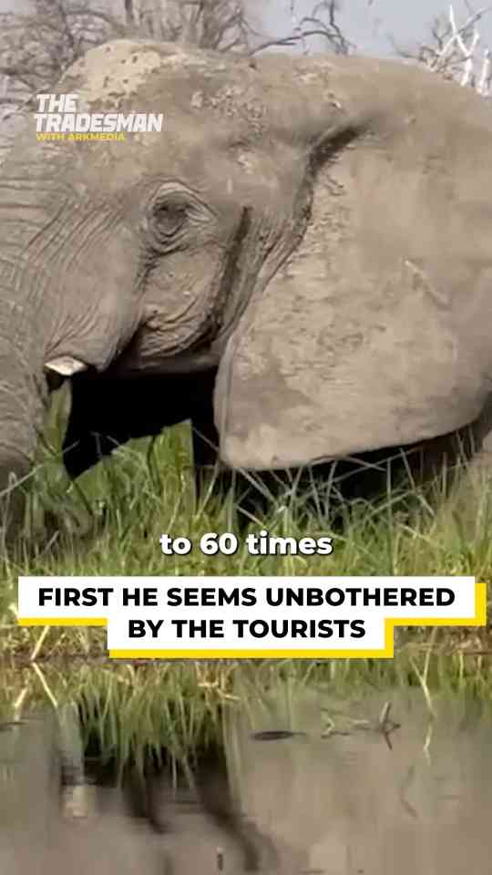 Heart-stopping moment elephant attacks boat