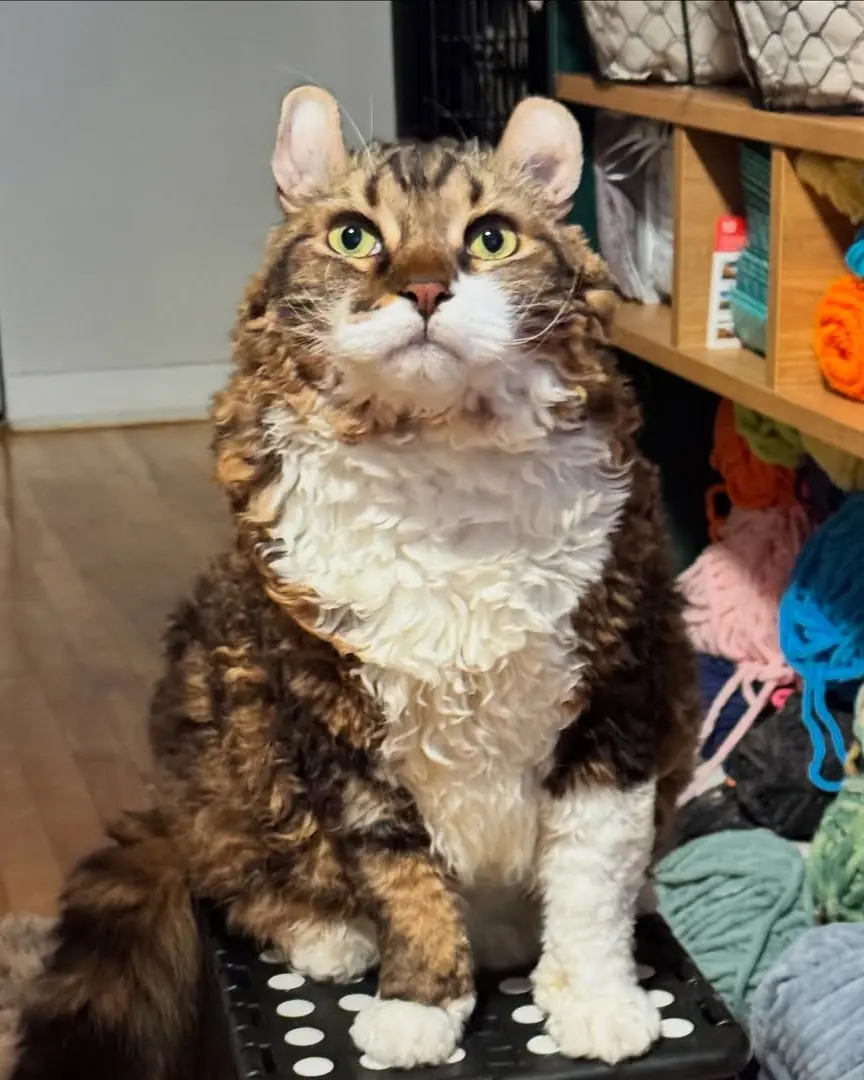 Jimmy, o gato de pelos cacheados, conquista a internet com charme único