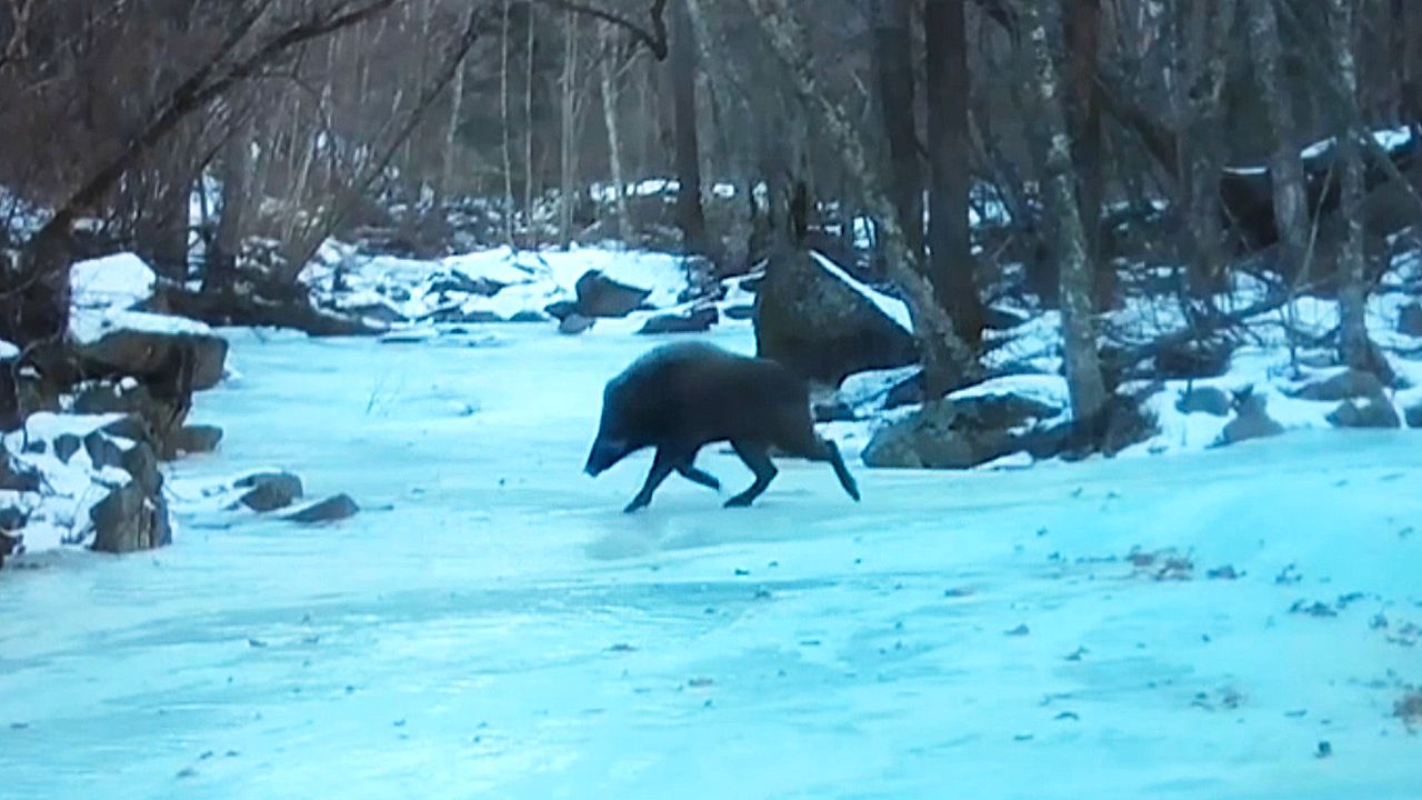 Wild boar keeps slipping on ice trying to climb riverbank